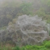 泉州一地一夜之间现巨幅“蛛网”？林业局：天幕毛毛虫，不用大惊小怪