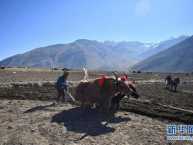 西藏日喀则：高原深处春耕忙