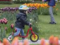 瑞士莫尔日举办郁金香节