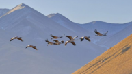 西藏黑颈鹤已有近万只