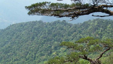 “海南热带雨林和黎族传统聚落”正式申报世界遗产项目