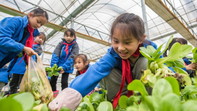 安徽芜湖：蔬菜基地里的劳动课