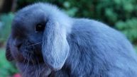 蓝兔邮票引热议，世界上真有这么蓝的兔子吗？
