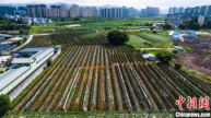 台湾农人深耕大陆乡村：市场很大，也很有潜力