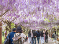 最美四月天！紫藤长廊“浪漫”上线