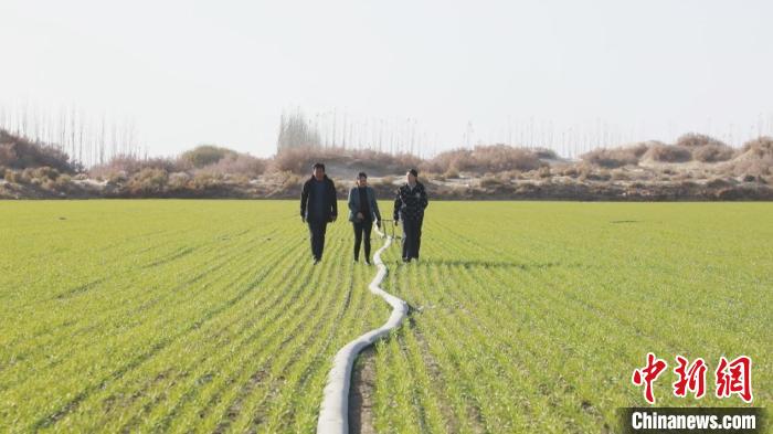 新疆阿拉尔：盐碱地变良田 冬小麦长势好