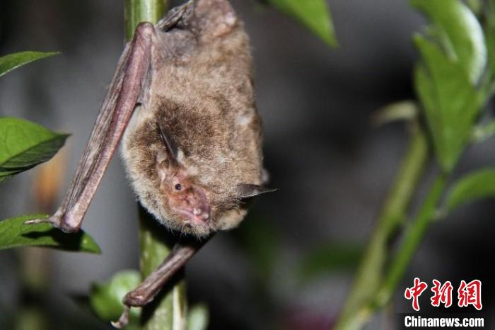中国科研人员发现一种抗癌蝙蝠