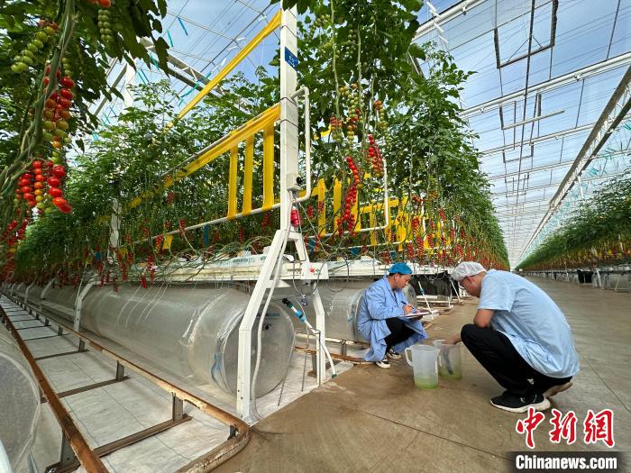 甘肃崆峒10万亩设施蔬菜成规模：农业“芯片”以“智”增效