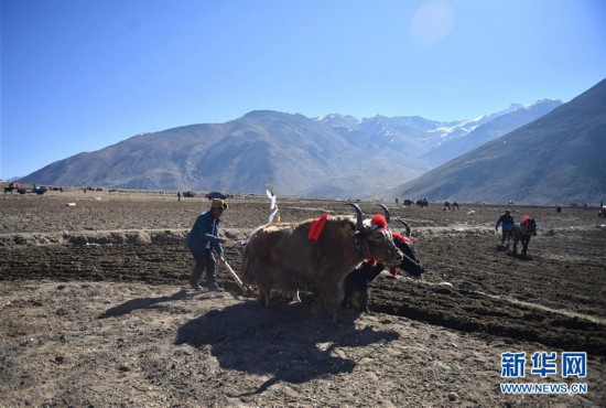 （经济）（1）西藏日喀则：高原深处春耕忙