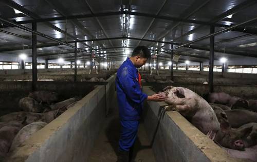 资料图片：四川省中江县一生猪养殖场工作人员在检查猪的生长情况。（新华社发 李梦馨 摄）